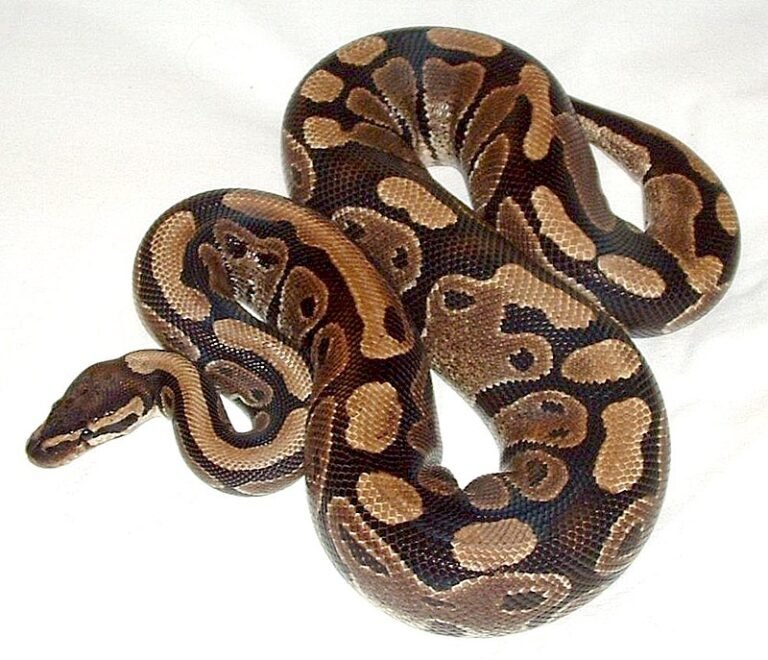 800px-Ball_python_lucy