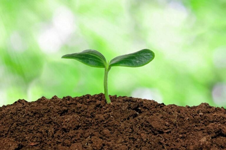 healthy-soil-and-how-to-make-it-2539853-hero-fdf9b0280dca41cb8ae9614e6fc4a0b0