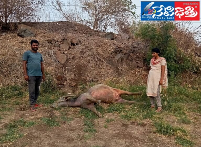 WhatsApp Image 2024-05-16 at 6.20.18 PM (1)