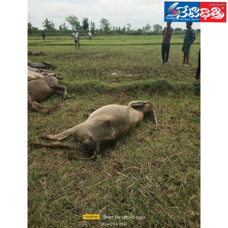 WhatsApp Image 2024-07-08 at 4.48.16 PM (1)