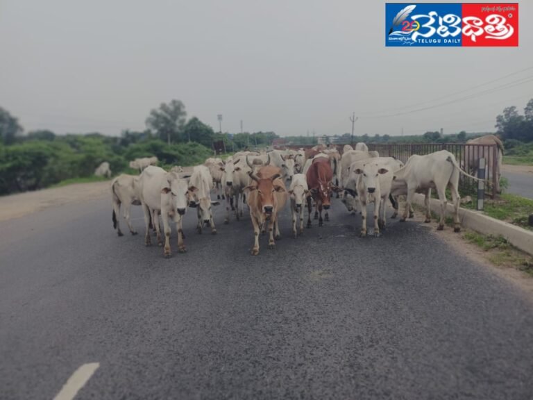 WhatsApp Image 2024-08-06 at 3.48.14 PM (2)