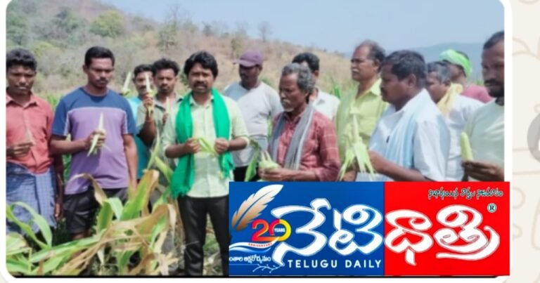 మొక్కజొన్న పంటలను పరిశీలన