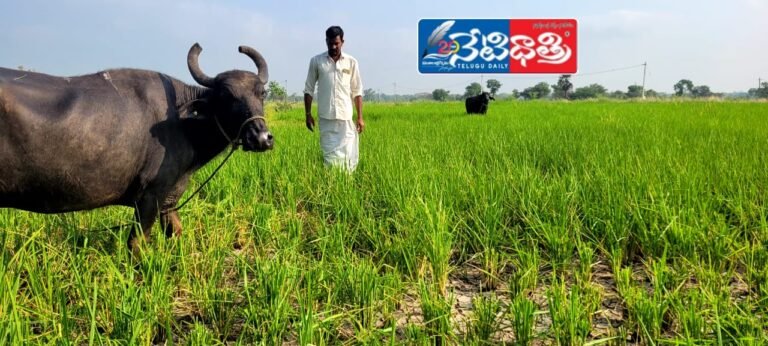 Rice crop
