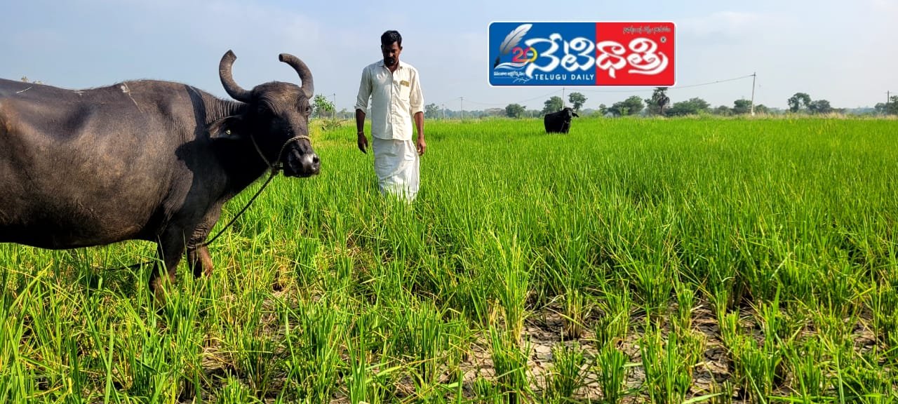 Rice crop