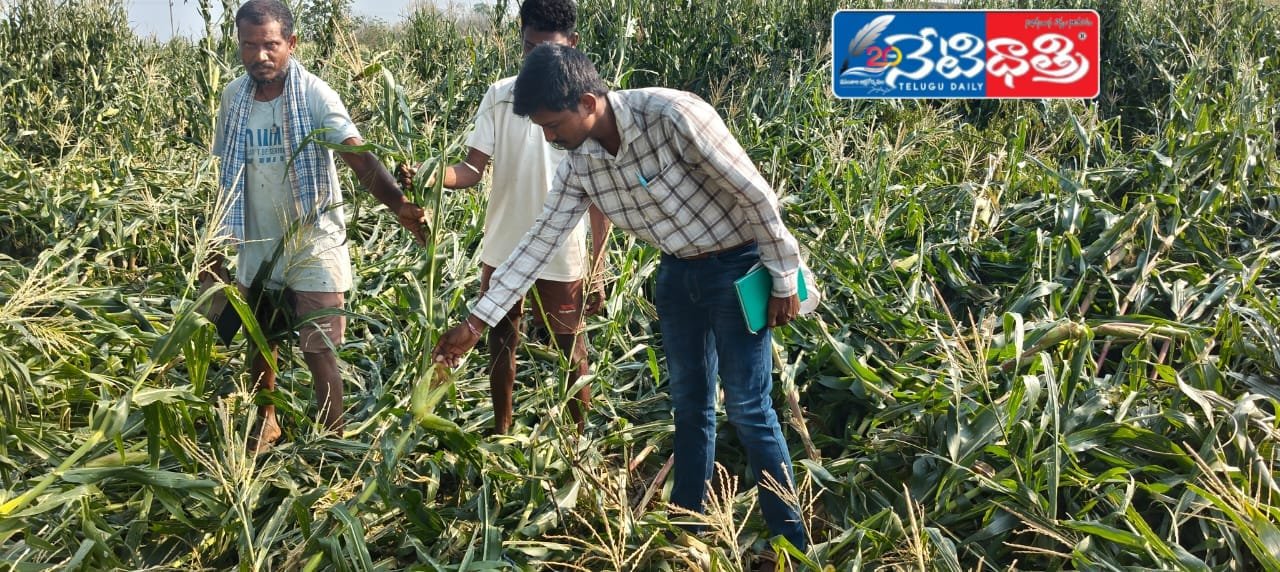 అకాల వర్షంనీకి దెబ్బతిన్న పంటల పరిశీలన.