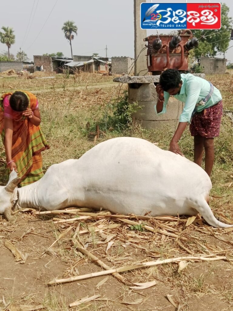 bull-dies-electrocution