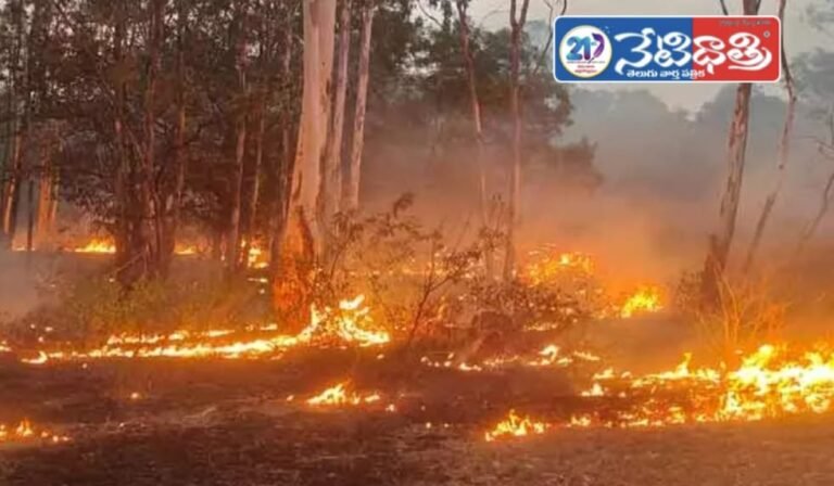 Forest Fire