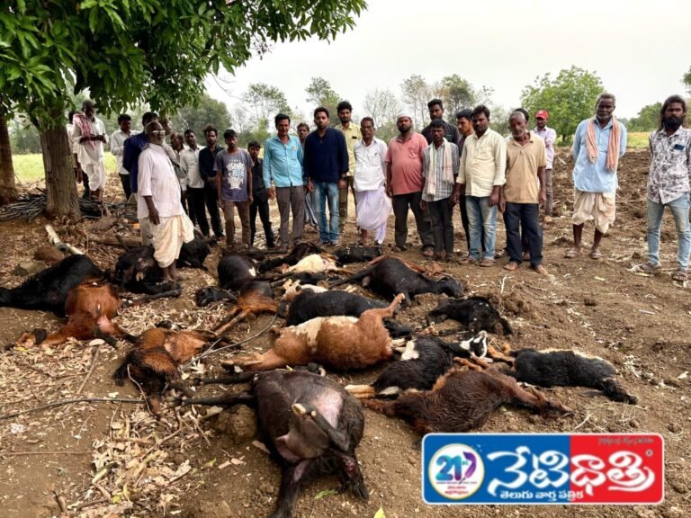 23 goats died after being struck by lightning.
