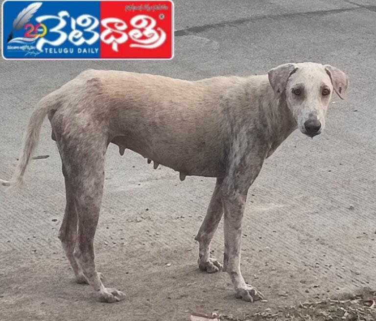 street dogs