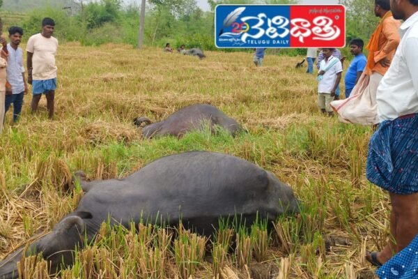 Buffaloes Died.