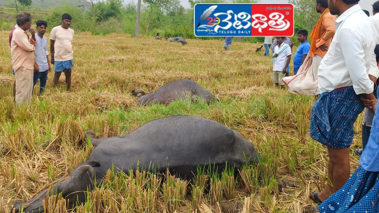 Buffaloes Died.