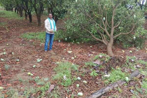 వడగళ్ల వర్షానికి మామిడి తోట నేలమట్టం. Mango orchard