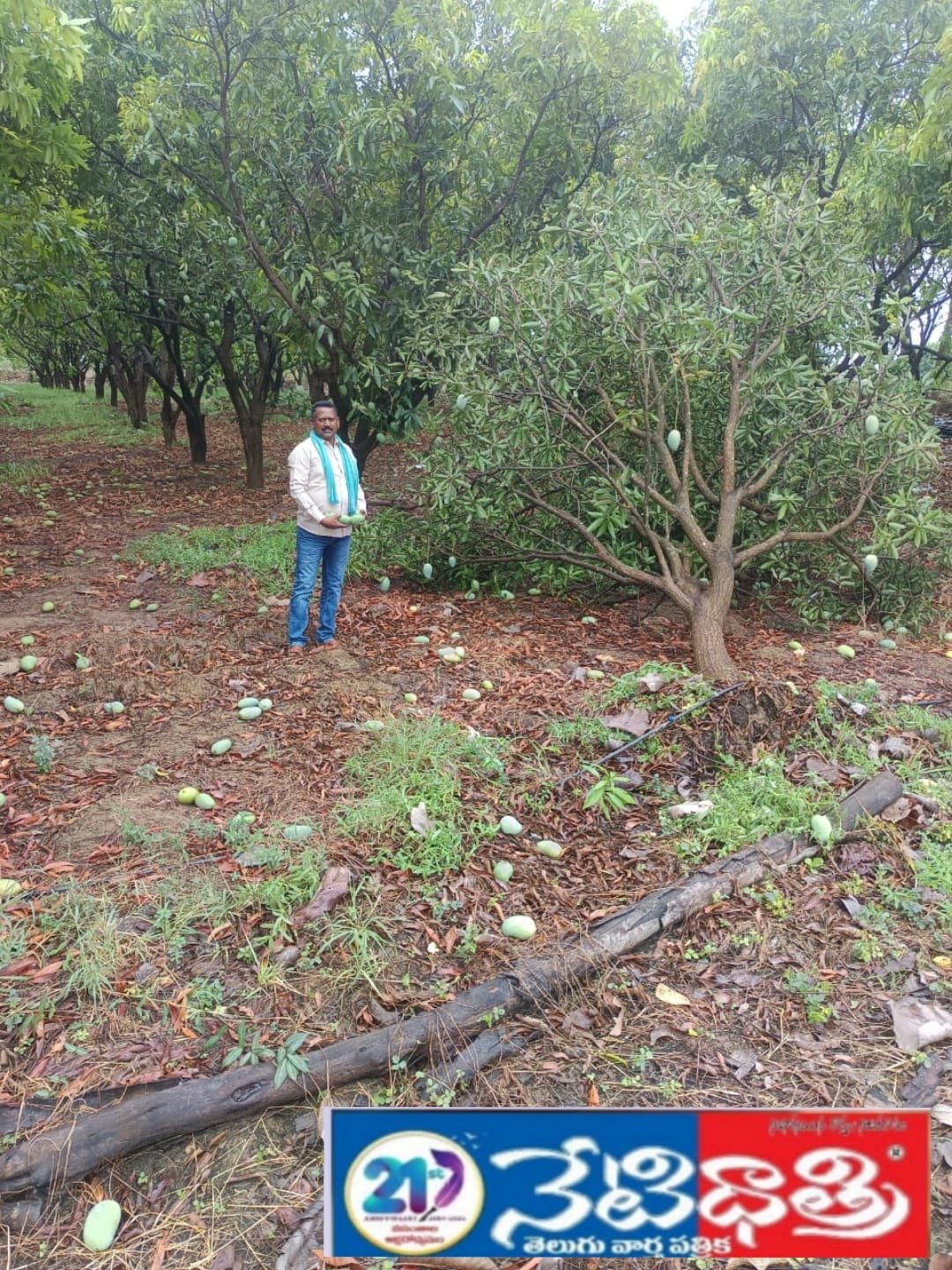 Mango orchard