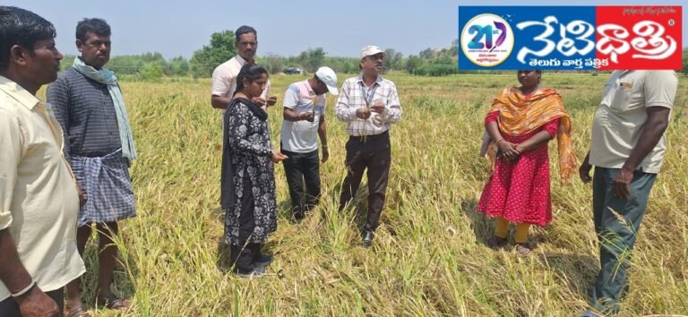 Damaged Rice Crops.