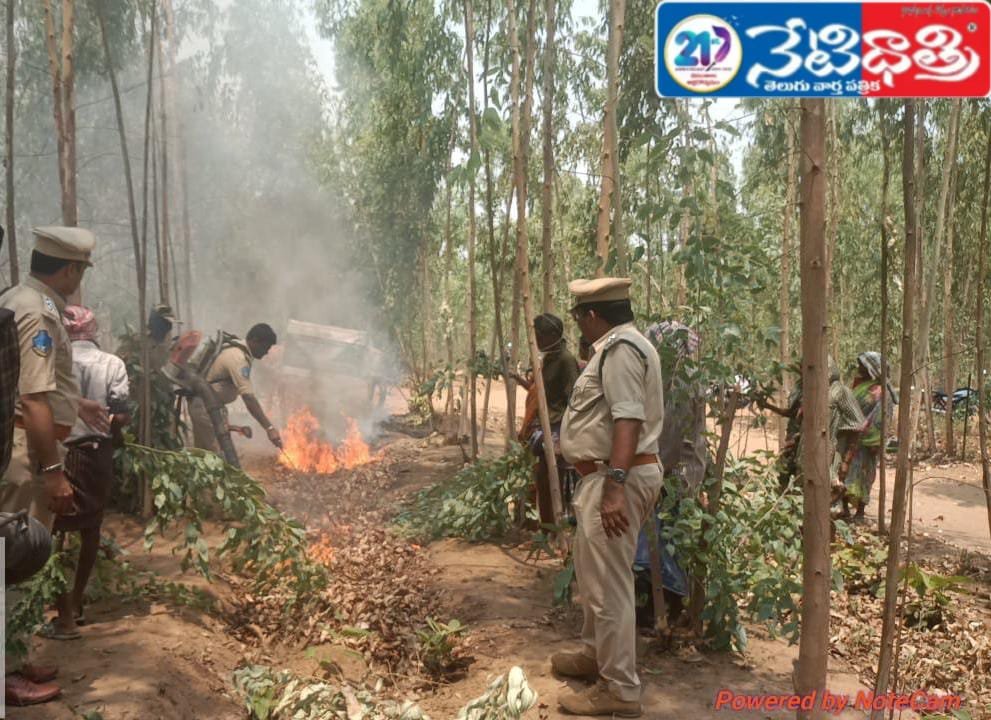 Forest fires