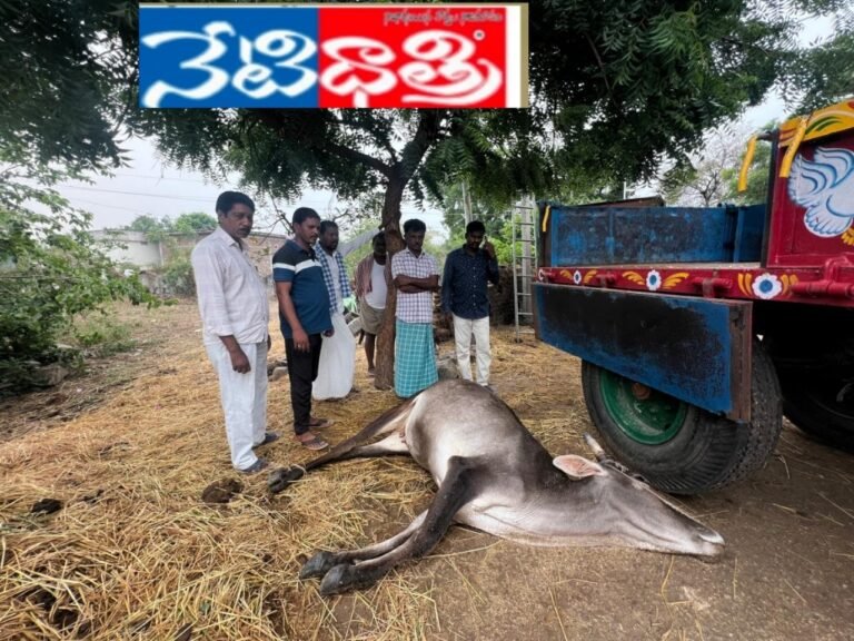 Jersey cow