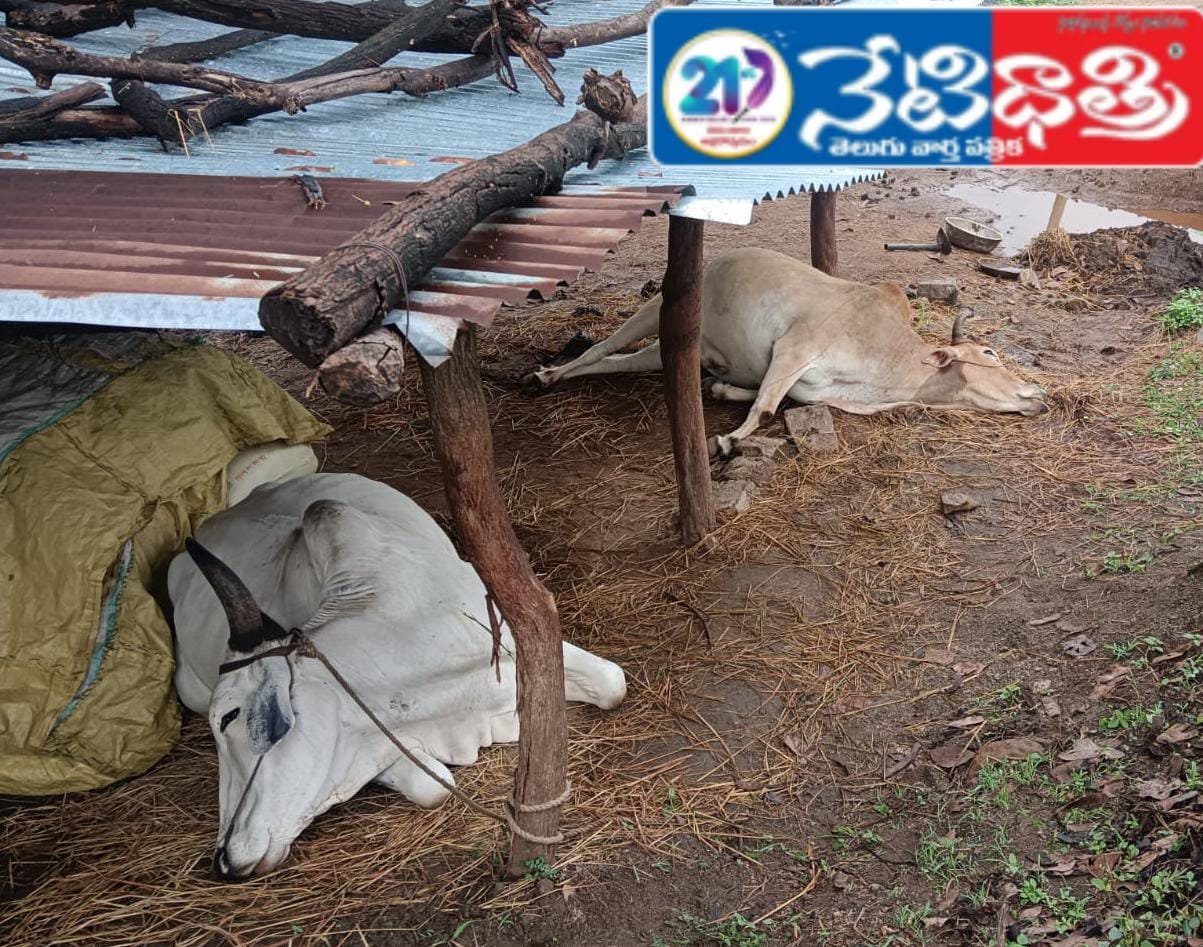 Two bulls killed by lightning