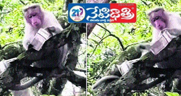 కొడైకెనాల్ ‘గుణా’ గుహ వద్ద నోట్ల వర్షం కురిపించిన వానరం .