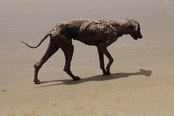 Dogs