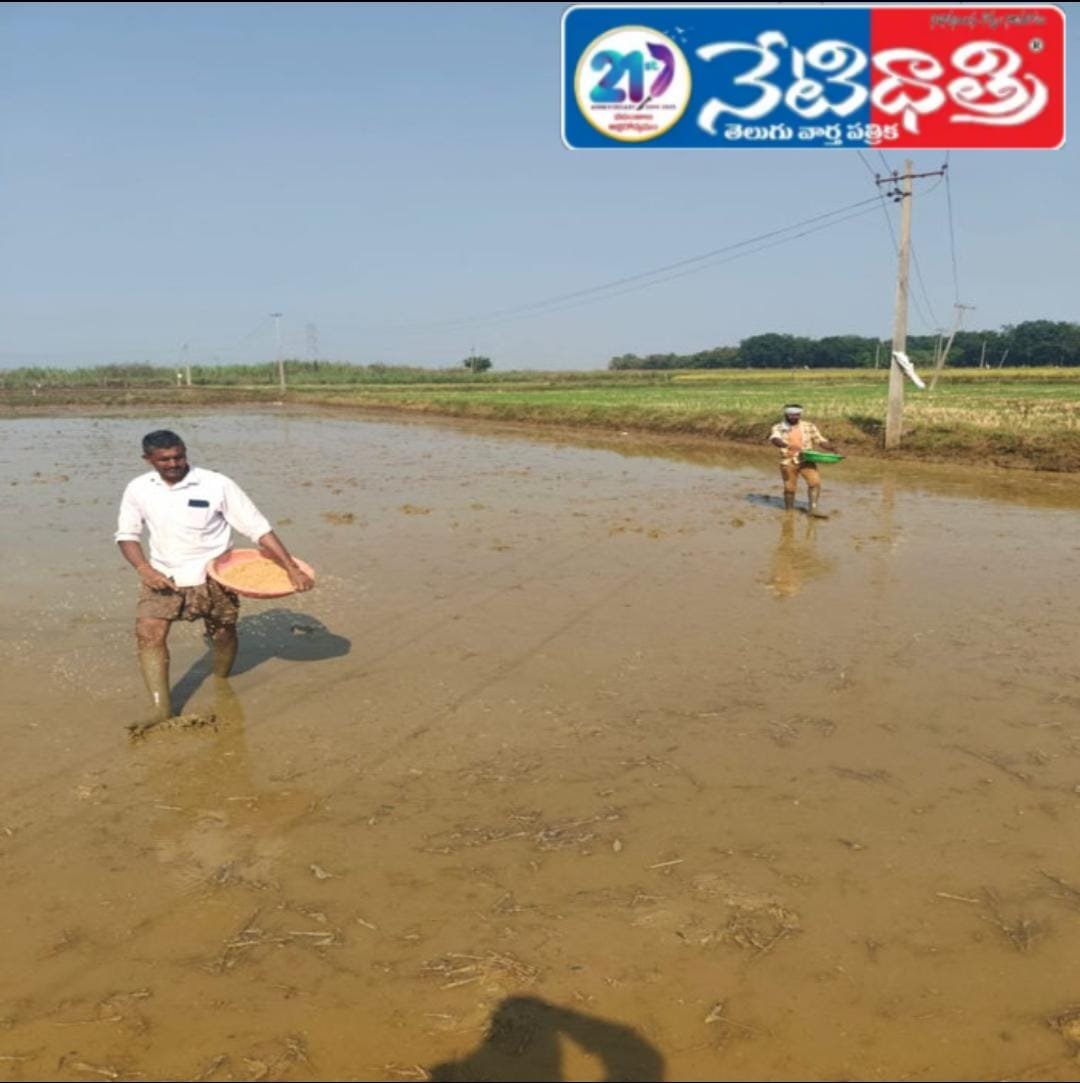 వెదజల్లే పద్దతిలో వరి సాగు లాభదాయకం…