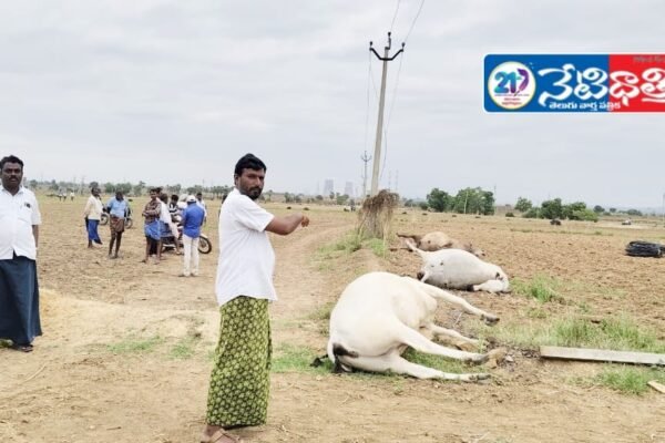 విద్యుత్ షాక్ తో 3 ఆవుల మృతి. Electric shock