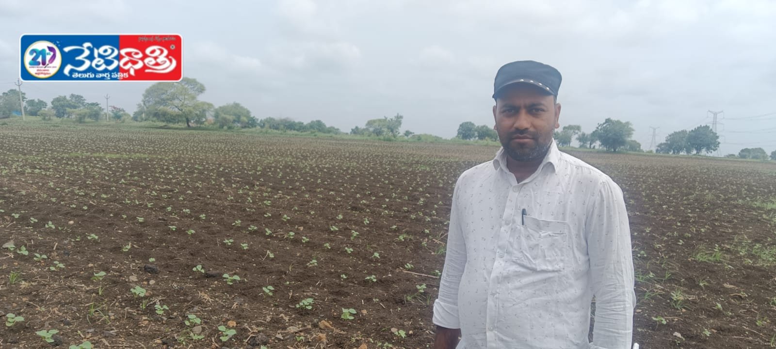 cotton crops