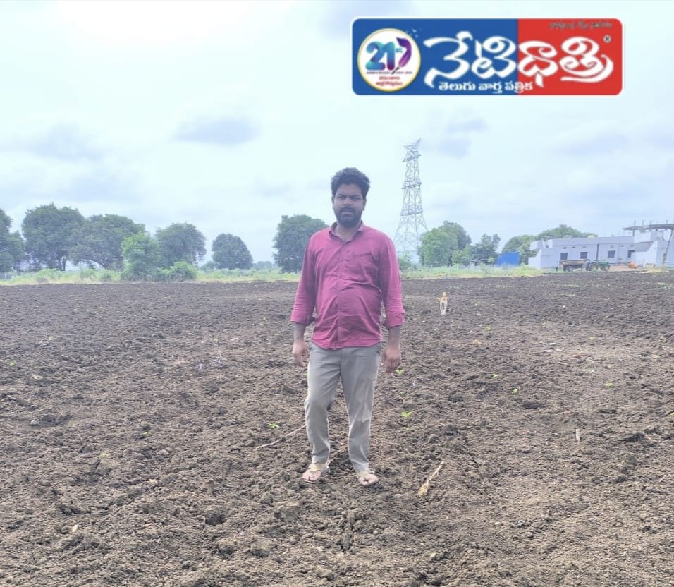 cotton crops