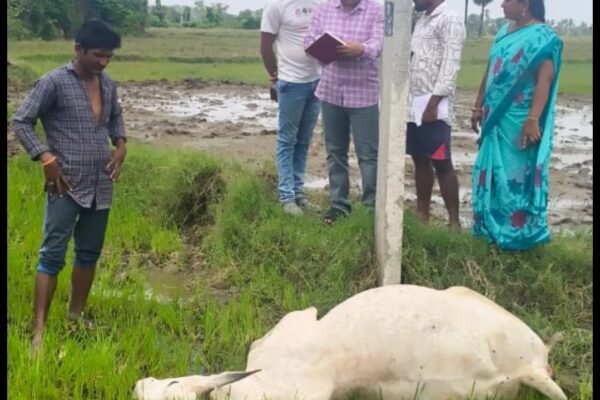 Bull dies