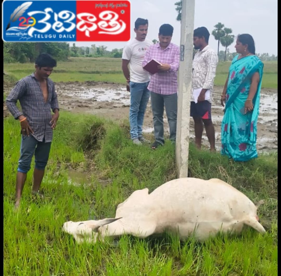 Bull dies