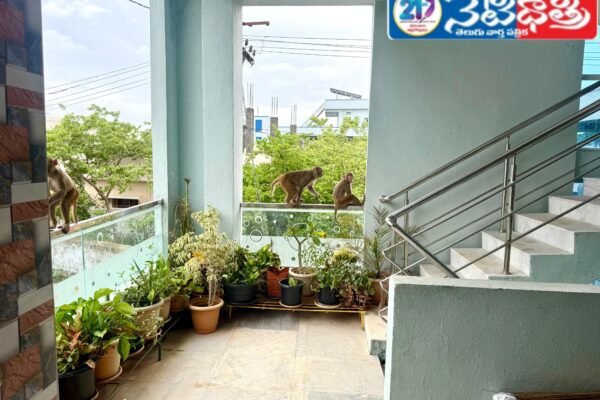 కోతుల నుండి రక్షించండి. Monkeys