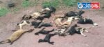 20 goats