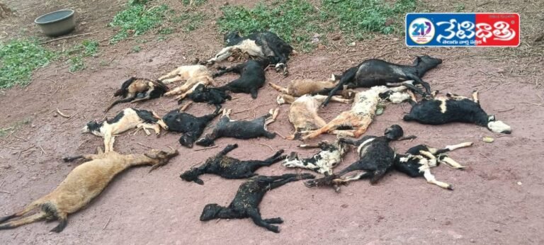 20 goats