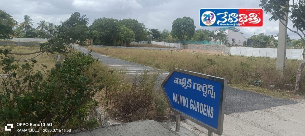 గంగవరం మండలంలో పుట్టగొడుగుల పుట్టుకొస్తున్న.