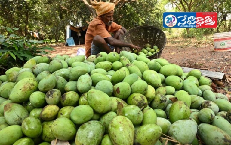 mango farmers