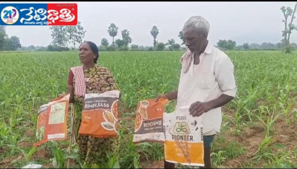 Fake corn seeds.