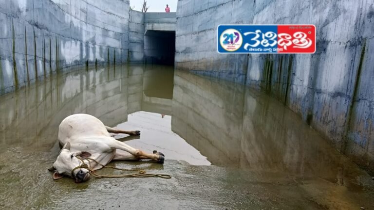 Bull dies accidentally