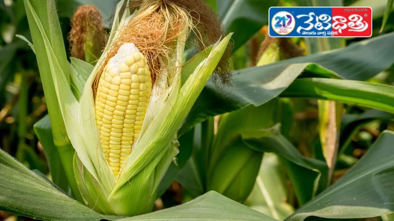 "Sweet Corn vs Desi Butta: Taste and Health in Monsoon
