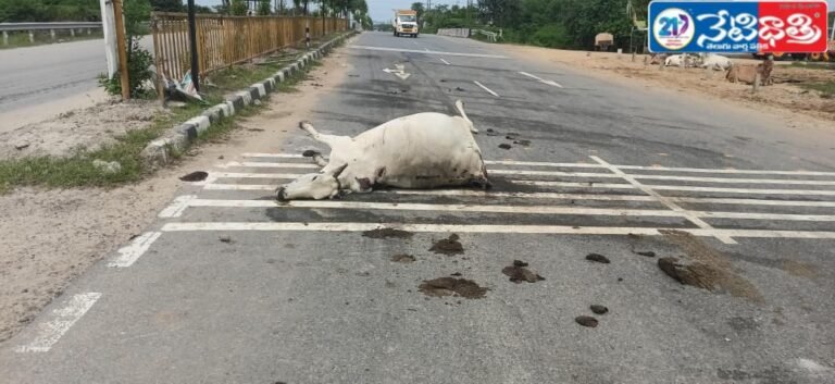 Cow Dies in Jaipur Road Accident