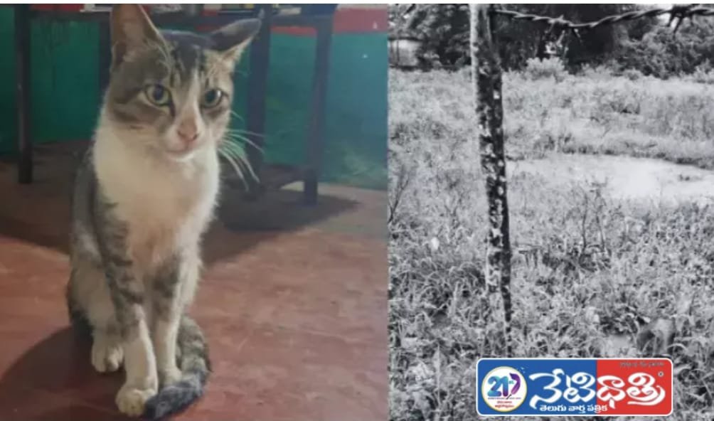 "Pet Cat Kills Snake, Saves Owners"