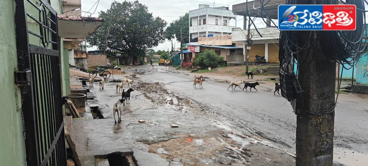 కుక్కలు రోడ్లపై హల్ చల్…