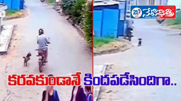 Puppy Causes Biker Crash in Viral Video