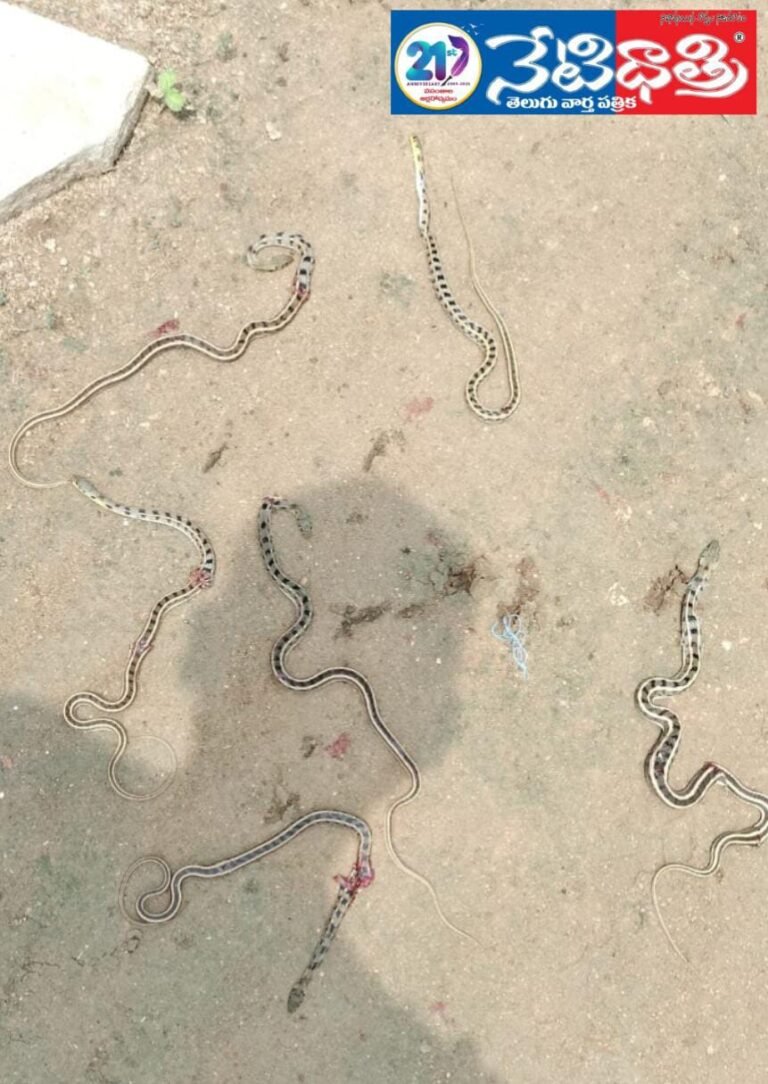 "Snake Threat in Galiguda Village"