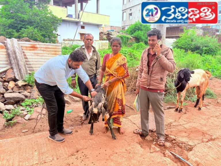 PPR Vaccine Camp for Sheep and Goats