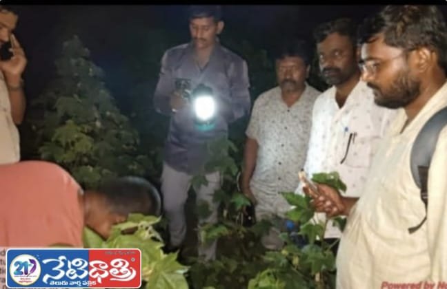 Ganja Found in Cotton Field
