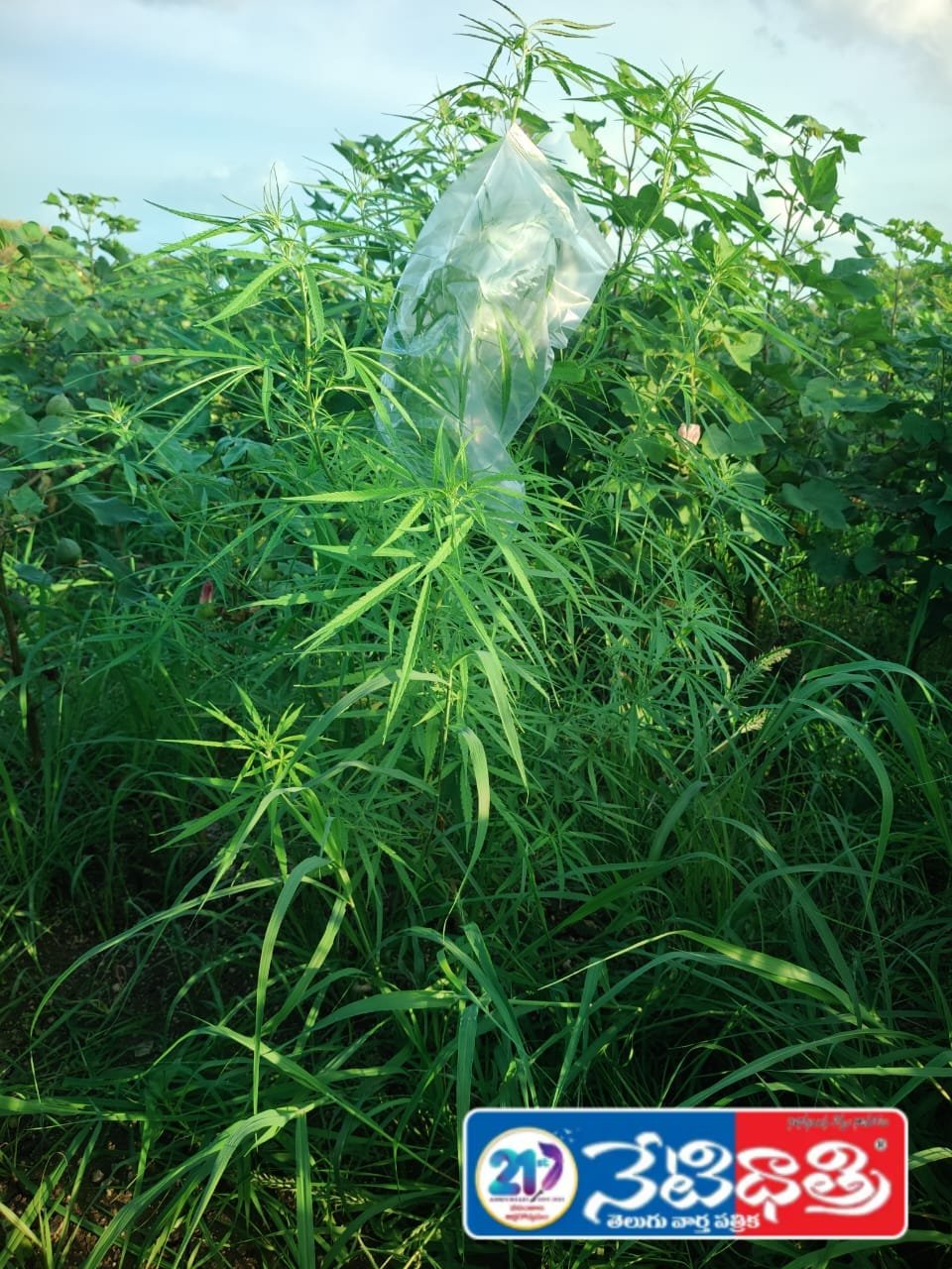 Ganja Cultivation Found Amid Cotton Crop in Sangareddy