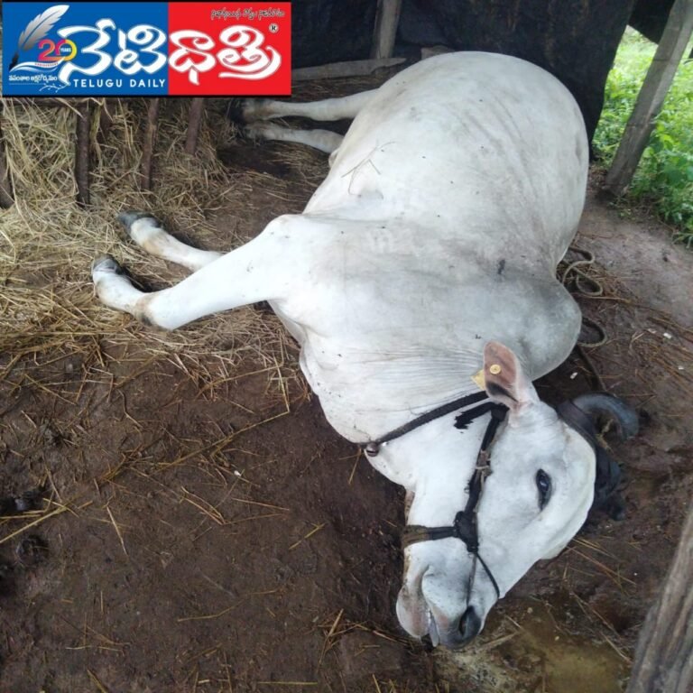Bull Dies in Lightning Strike