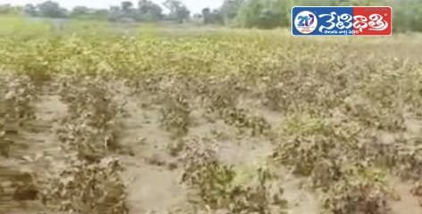 Cotton Farmers in Distress