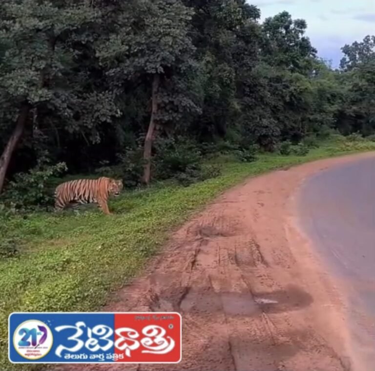 Leopard Sighting Creates Panic in Siddapur