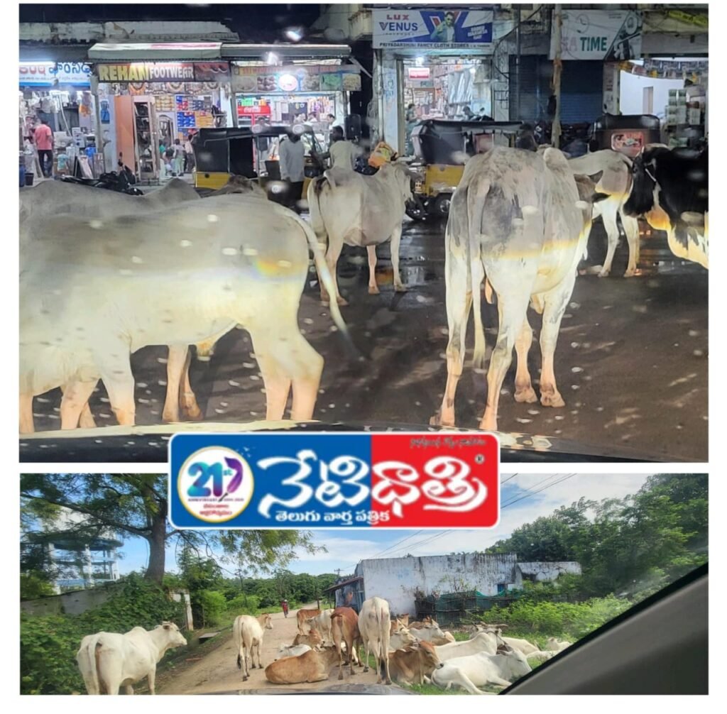Stray Cows Causing Road Hazards in Tandur