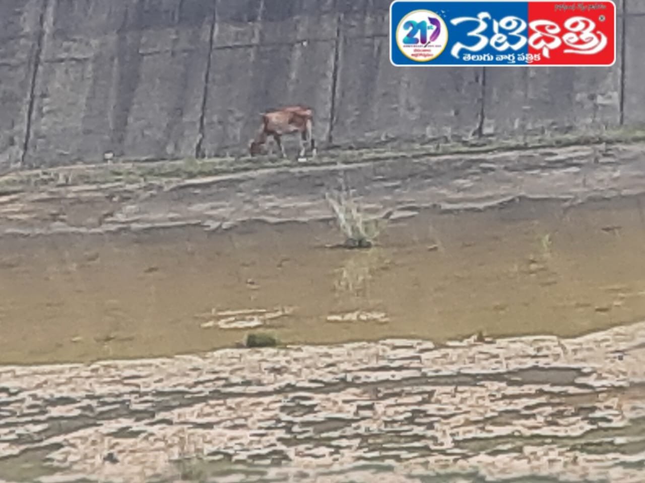 Calf Falls into Annaram Reverse Pumping Canal